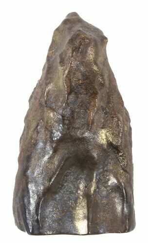 Triceratops Shed Tooth - Montana #53623